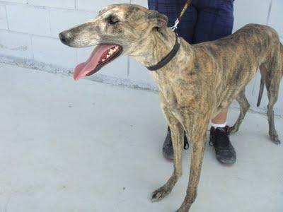 MARISMA, galguita de 4 años. (Madrid) MUY URGENTE!!!!