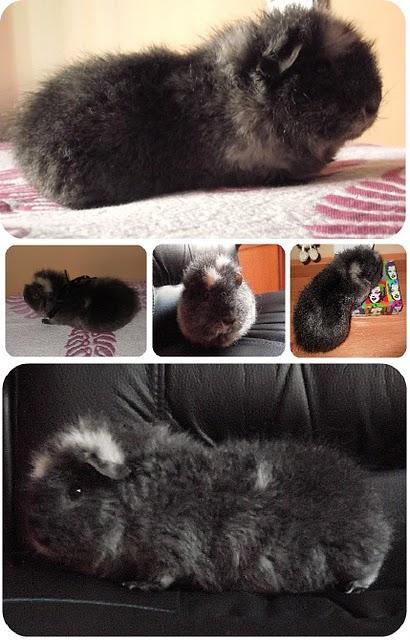 My Sweet Teddy... a la moda!