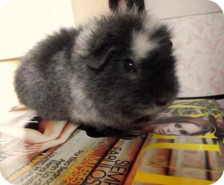 My Sweet Teddy... a la moda!