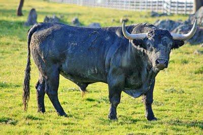 Victorinos para Graná