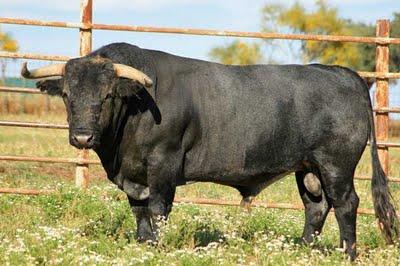 Victorinos para Graná