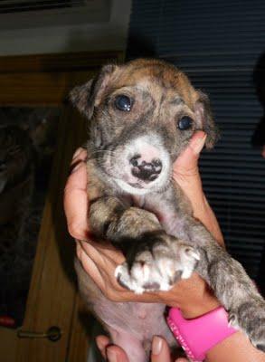 ELUR MAMA GALGA ABANDONADA Y SU BEBE HODEI SUPERVIVIENTE, EN ADOPCIÓN.