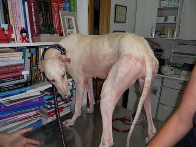 ELUR MAMA GALGA ABANDONADA Y SU BEBE HODEI SUPERVIVIENTE, EN ADOPCIÓN.