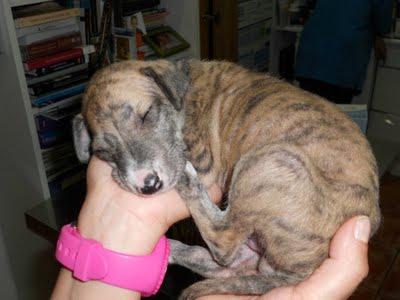 ELUR MAMA GALGA ABANDONADA Y SU BEBE HODEI SUPERVIVIENTE, EN ADOPCIÓN.