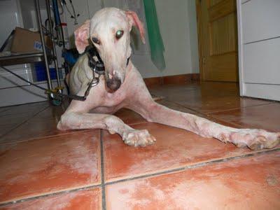ELUR MAMA GALGA ABANDONADA Y SU BEBE HODEI SUPERVIVIENTE, EN ADOPCIÓN.