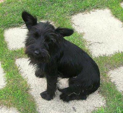 Lulila una mini perrita. Ponteareas.