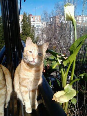 Nano, gatito perdido, es muy bueno y está muy asustado!!! (Madrid)