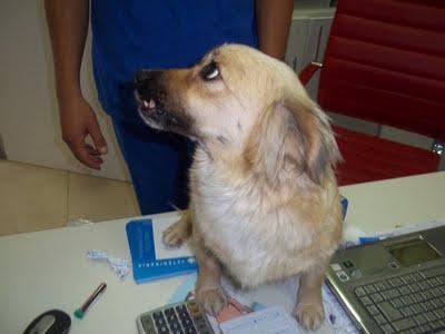 BIENVENIDA, ATROPELLADA Y DEJADA EN LA CUNETA, RESCATADA, EN ADOPCIÓN. (MURCIA)