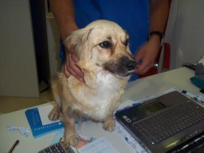 BIENVENIDA, ATROPELLADA Y DEJADA EN LA CUNETA, RESCATADA, EN ADOPCIÓN. (MURCIA)