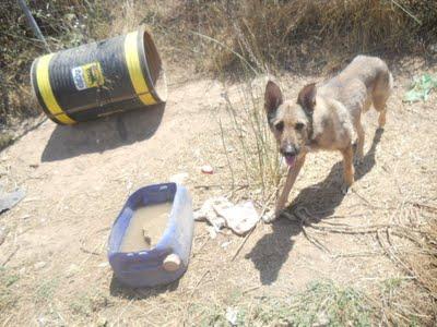 PERROS ATADOS EN LOS HUESOS URGENTISIMOS!!! MUY URGENTE, (MURCIA)