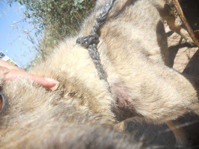 PERROS ATADOS EN LOS HUESOS URGENTISIMOS!!! MUY URGENTE, (MURCIA)