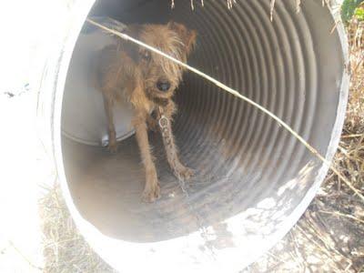 PERROS ATADOS EN LOS HUESOS URGENTISIMOS!!! MUY URGENTE, (MURCIA)