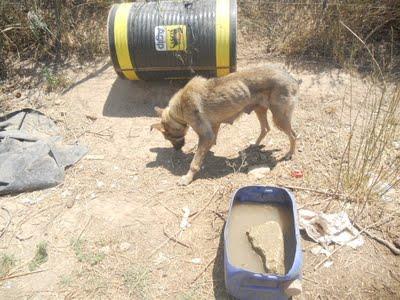 PERROS ATADOS EN LOS HUESOS URGENTISIMOS!!! MUY URGENTE, (MURCIA)