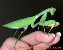 Mantis Verde Africana fotos