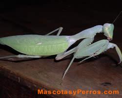 Mantis Verde Africana fotos