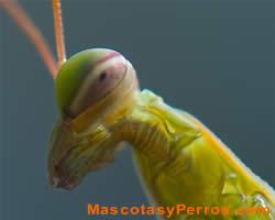 Mantis Verde Africana fotos