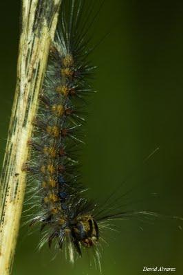 Mírame pero no me toques