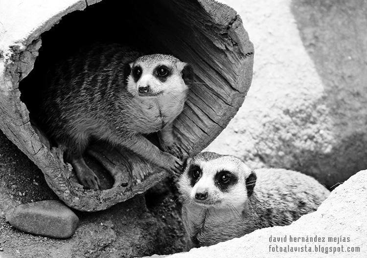 Fotografía de dos símpaticas suricatas sorprendidas en el Parque Zoológico de Madrid