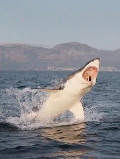 Dark Tide primer trailer