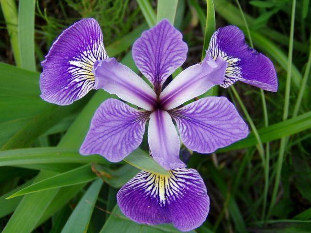 Los hermosos Iris o Lirios