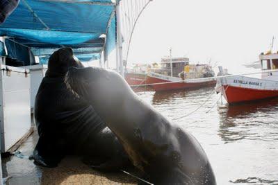 Lo llevé, lo lucí (en Uruguay)