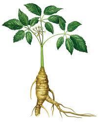 Ginseng: propiedades de una planta milenaria