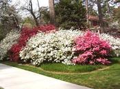 Azaleas Reproducción