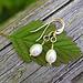 white freshwater pearl & 14kt gold filled earrings