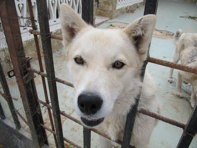 NOA NORDICA SALVAR ANTES DE QUE MUERA COMO SU HERMANA REVENTADA POR LO BARROTES DE SU CELDA.