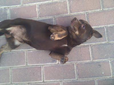 CHOCO, pequeñin en la calle que necesita operación en los ojos.(Murcia)