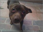 CHOCO, pequeñin en la calle que necesita operación en los ojos.(Murcia)