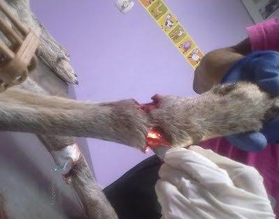 Delia, imposible imaginar cuanto dolor