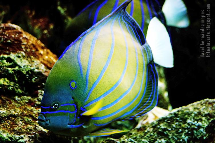 Fotografía de un colorido pez realizada en el Aquarium del Parque Zoológico de Madrid