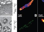 Bacteria marcianas