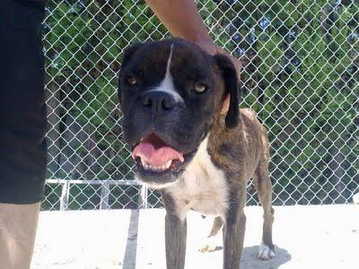 Bóxer y 4 cachorros, 3 semanas si comer. (Sevilla)