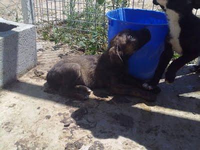 Bóxer y 4 cachorros, 3 semanas si comer. (Sevilla)