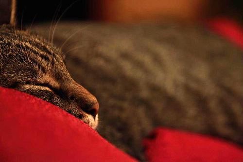 El tercer ronroneo de la gata