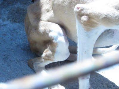Podenquita con pata fracturada y en los huesos ¡en perrera! (Huelva)