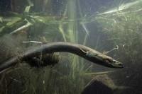 Un centro pionero en Córdoba para salvar la anguila