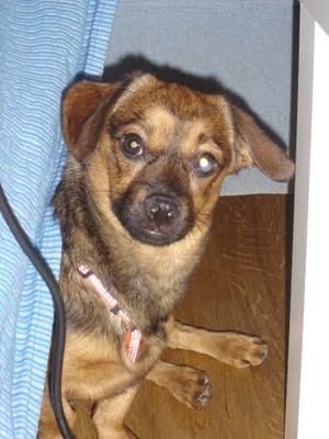 Cofee, ha salido de la perrera, pero se merece algo más. (Mérida)