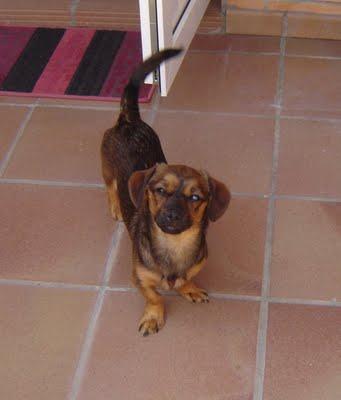 Cofee, ha salido de la perrera, pero se merece algo más. (Mérida)