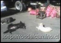 Perros Vega Lo Valledor