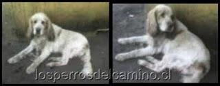 Perros Vega Lo Valledor