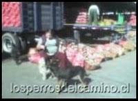 Perros Vega Lo Valledor