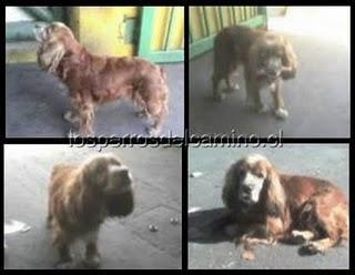 Perros Vega Lo Valledor