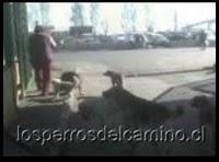 Perros Vega Lo Valledor
