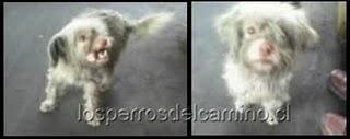 Perros Vega Lo Valledor
