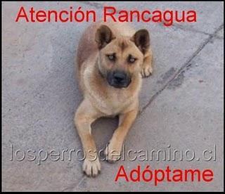 ADOPTAME