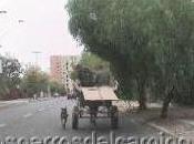 "Perros trabajando"
