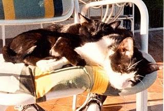 Me parece haber visto un lindo gatito... (Pete & The Pirates - United)